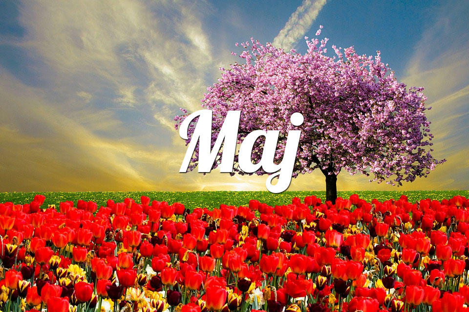 Ryby Maj 2026