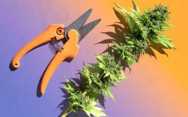 the 4 best weed trimming scissors for every budget